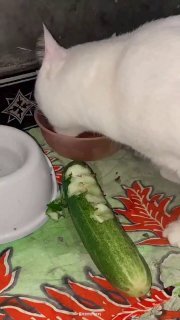 White cat sniffing at fresh cucumbers placed on a colorful patterned fabric indoors