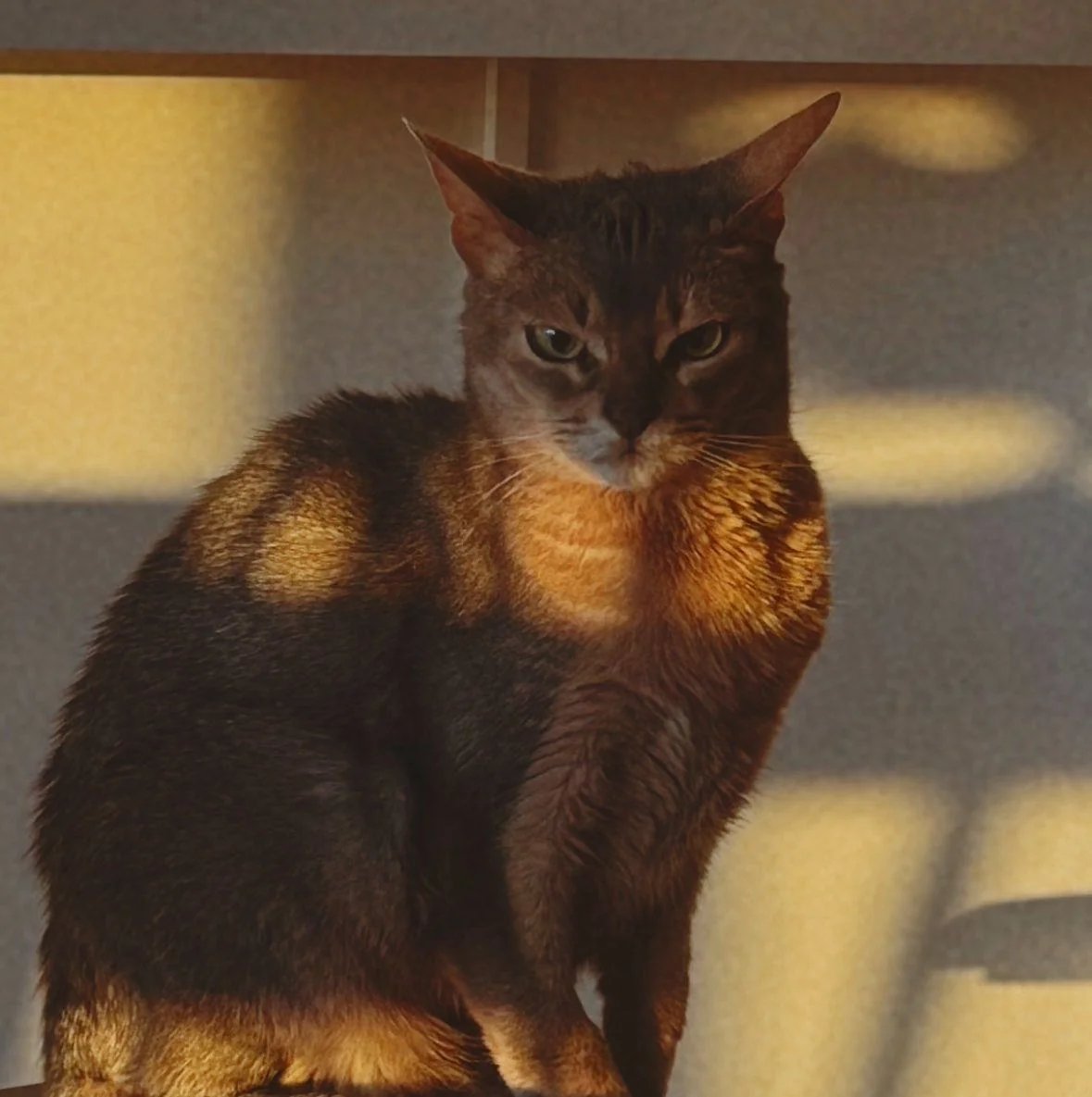 Brown tabby cat standing indoors with an intense, grumpy side-eye expression looking directly at camera