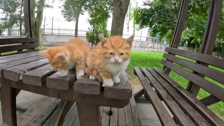 Two orange tabby kittens standing together on a wooden table in a park, looking at the camera with curious expressions