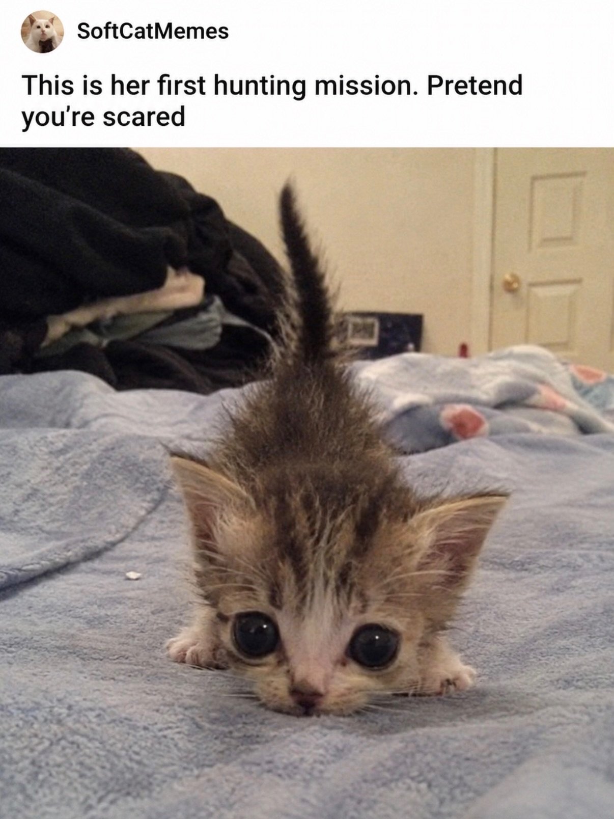 Small tabby kitten in a low crouch on a bed, looking intently forward with wide eyes and raised tail