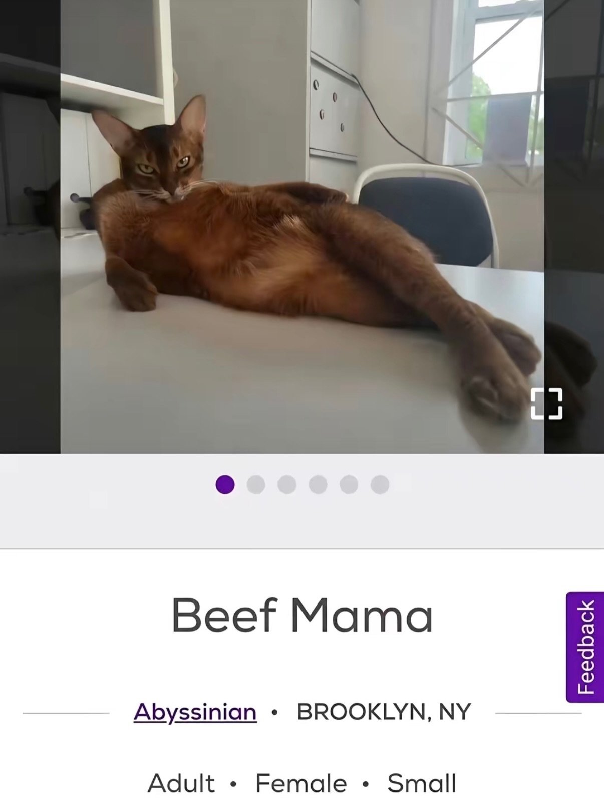 Brown abyssinian cat lounging on a white desk with hind legs stretched out, looking at camera in an office
