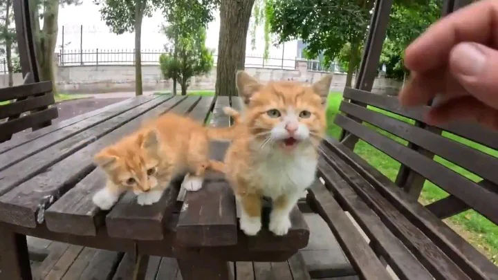 Two orange and white kittens sitting together on a park bench with trees in background