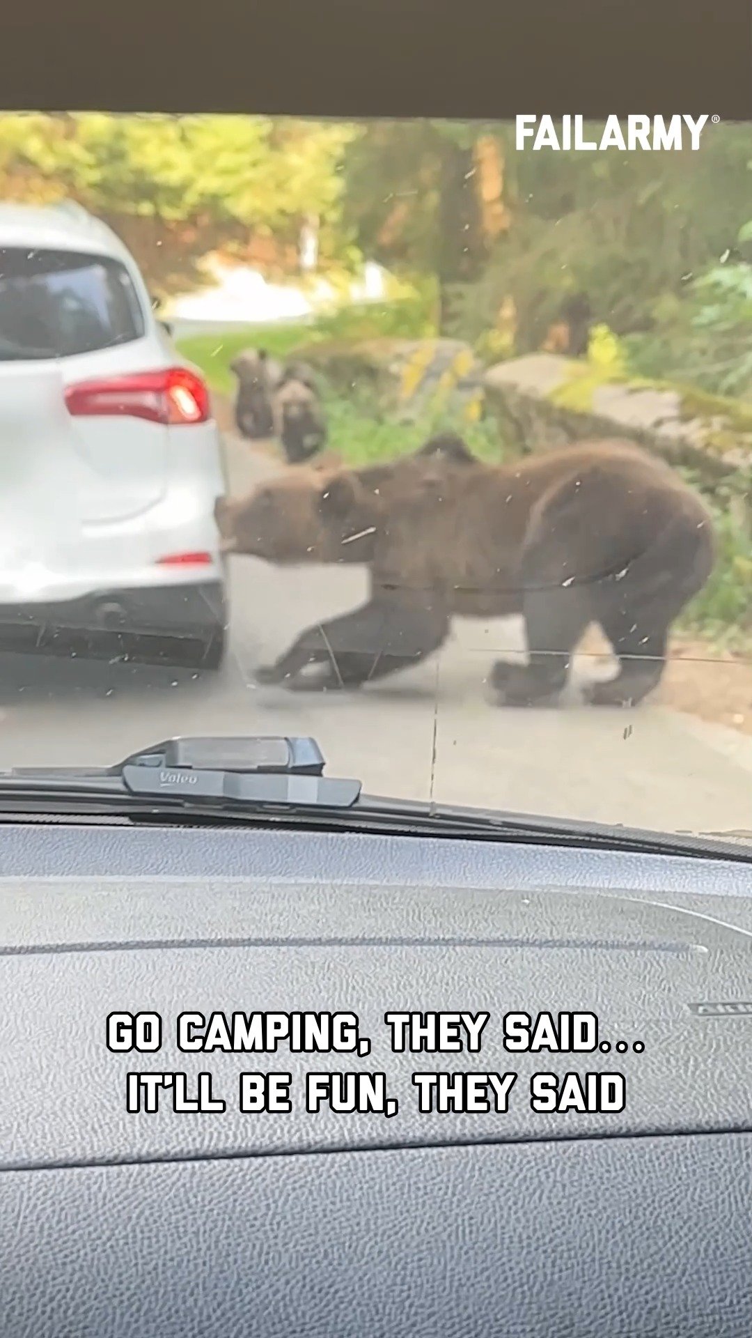 A dark brown bear stands on a residential driveway next to a white car, appearing to inspect the vehicle