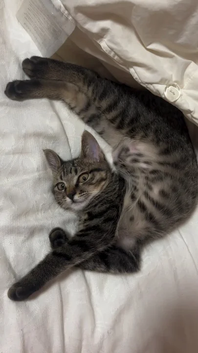 Tabby cat lying on white bedding in an awkwardly contorted position with paws stretched out