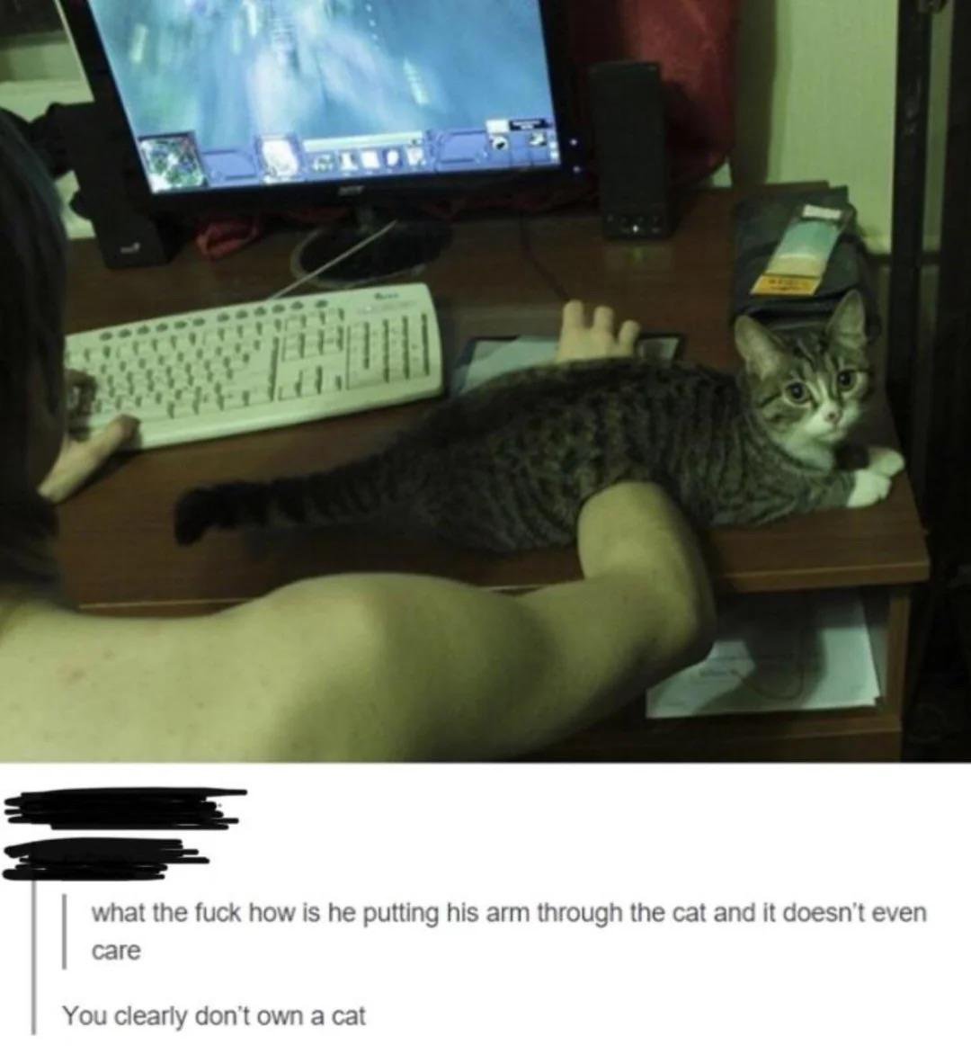 Tabby cat sitting on desk next to person at computer, with person's arm passing through the cat's body