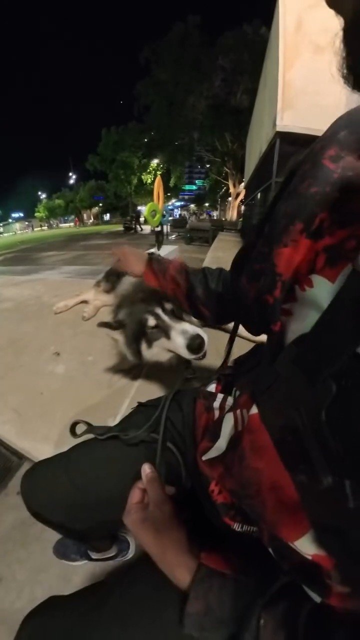 Person in red jacket petting a gray and white husky on a leash at night in a parking lot