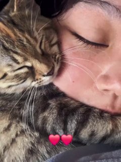 Person with eyes closed nuzzling a tabby cat that is rubbing its face against their cheek
