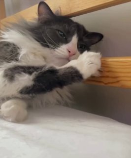 Black and white cat lounging on a wooden table with paws stretched out, relaxed expression