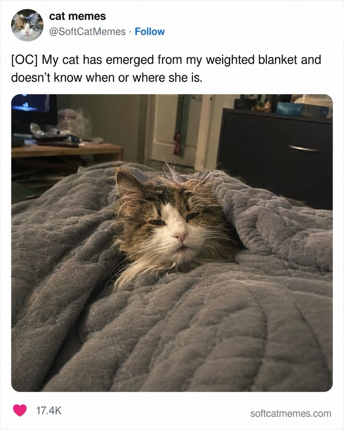 A tabby and white cat emerges from a gray quilted weighted blanket with a bewildered expression on its face