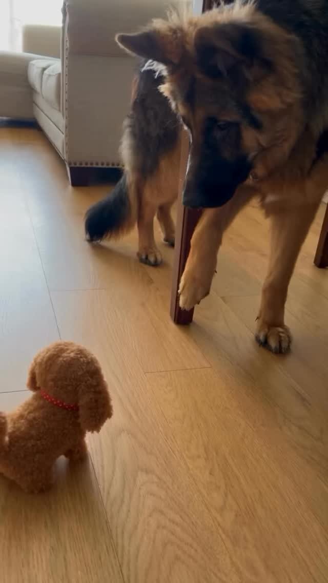 Large tan and black dog looking down at a small brown poodle on a wooden floor indoors