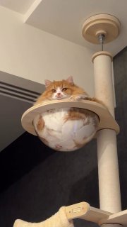 Orange tabby cat sitting in a small fabric hammock bed attached to a tall cat tree, looking grumpy and cramped