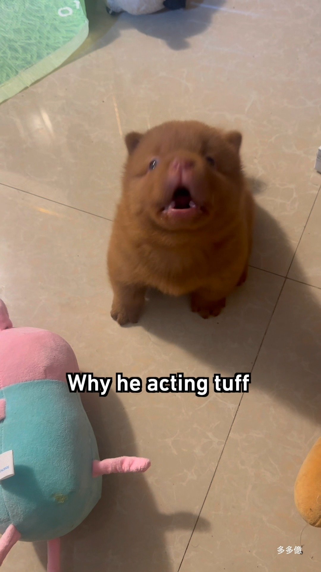 Small brown dog with mouth open looking grumpy while standing on tile floor indoors