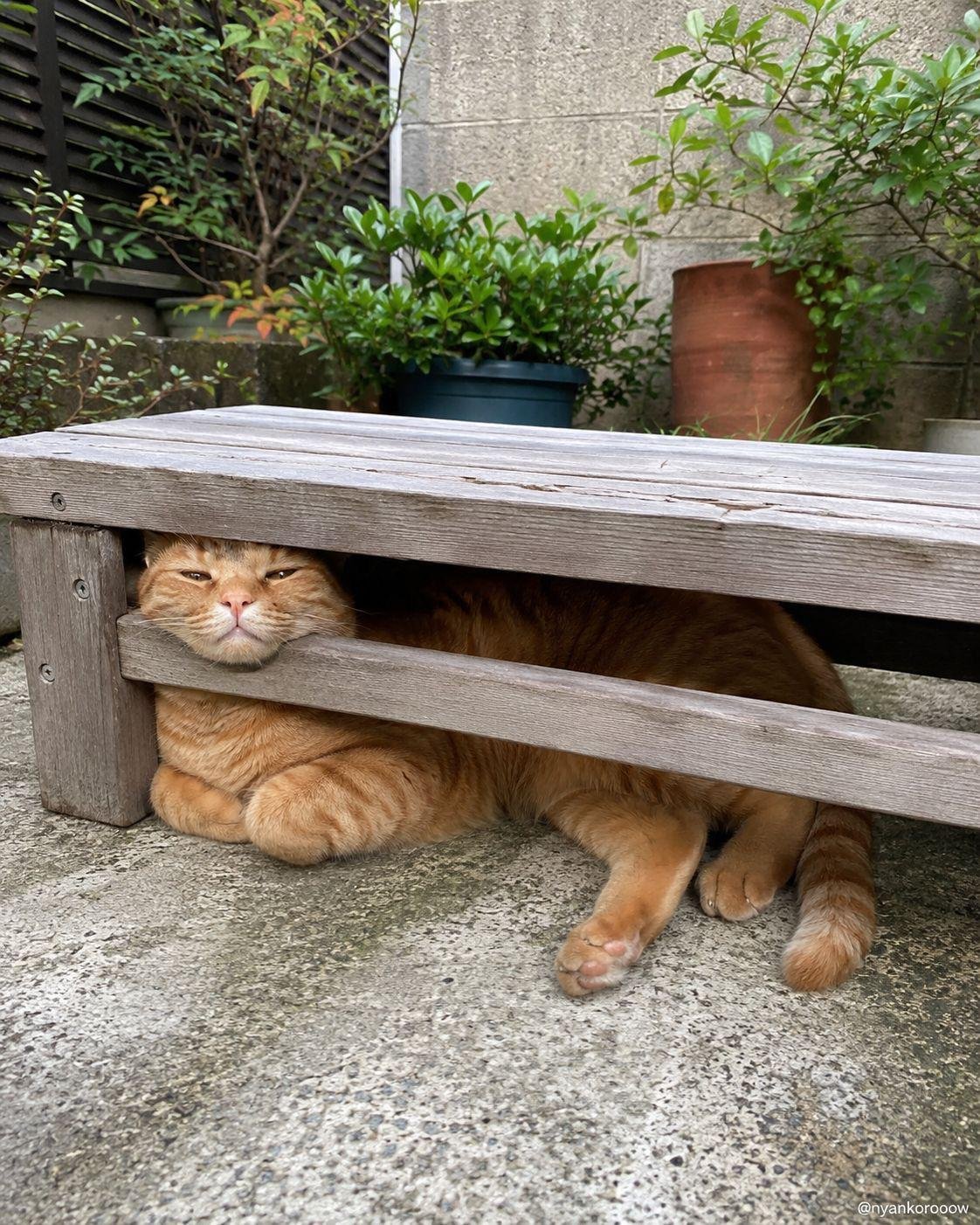 Orange tabby cat lying under a weathered wooden bench in a garden courtyard, peering out with a grumpy expression