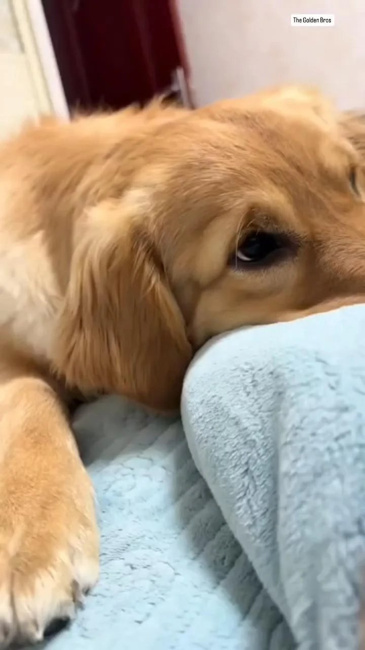 Golden retriever resting its paw on someone's leg while lying down and looking sleepy