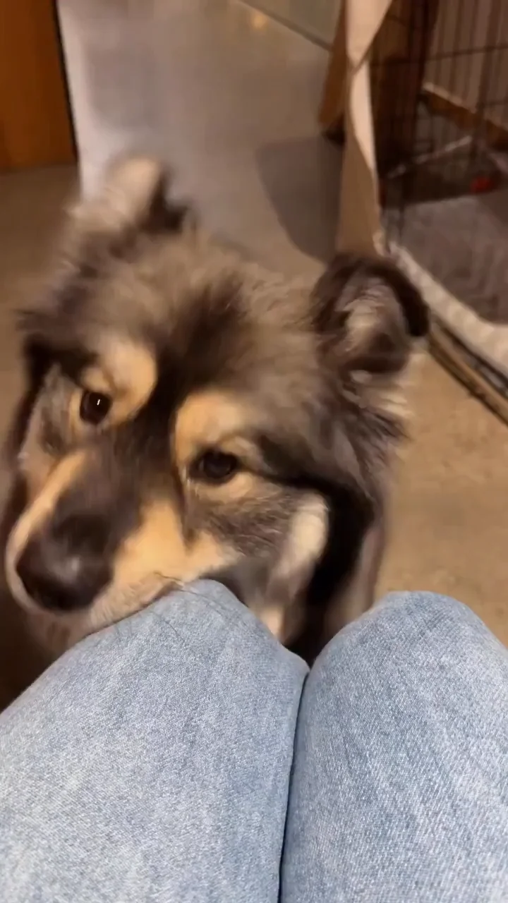 Gray and white dog looking up at person's lap with intense hungry expression while sitting on floor
