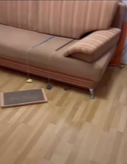 Gray cat lounging on a tan couch with a cushion in a living room with wooden floor