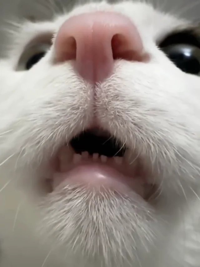 Close-up of a white cat's face with mouth wide open and surprised expression