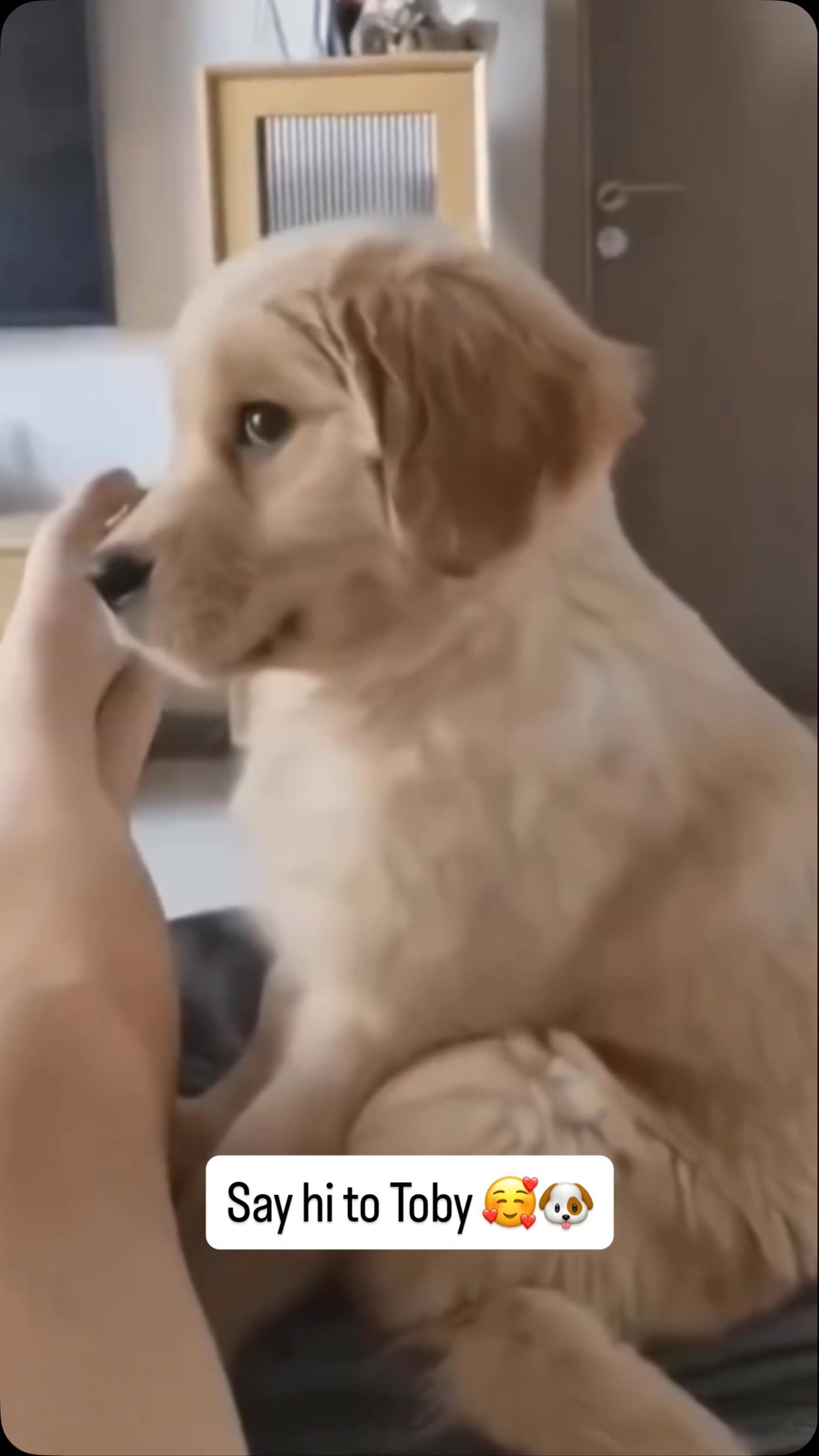 A cream-colored dog sitting indoors, looking sideways at the camera while someone's hand pets its head near a wooden door