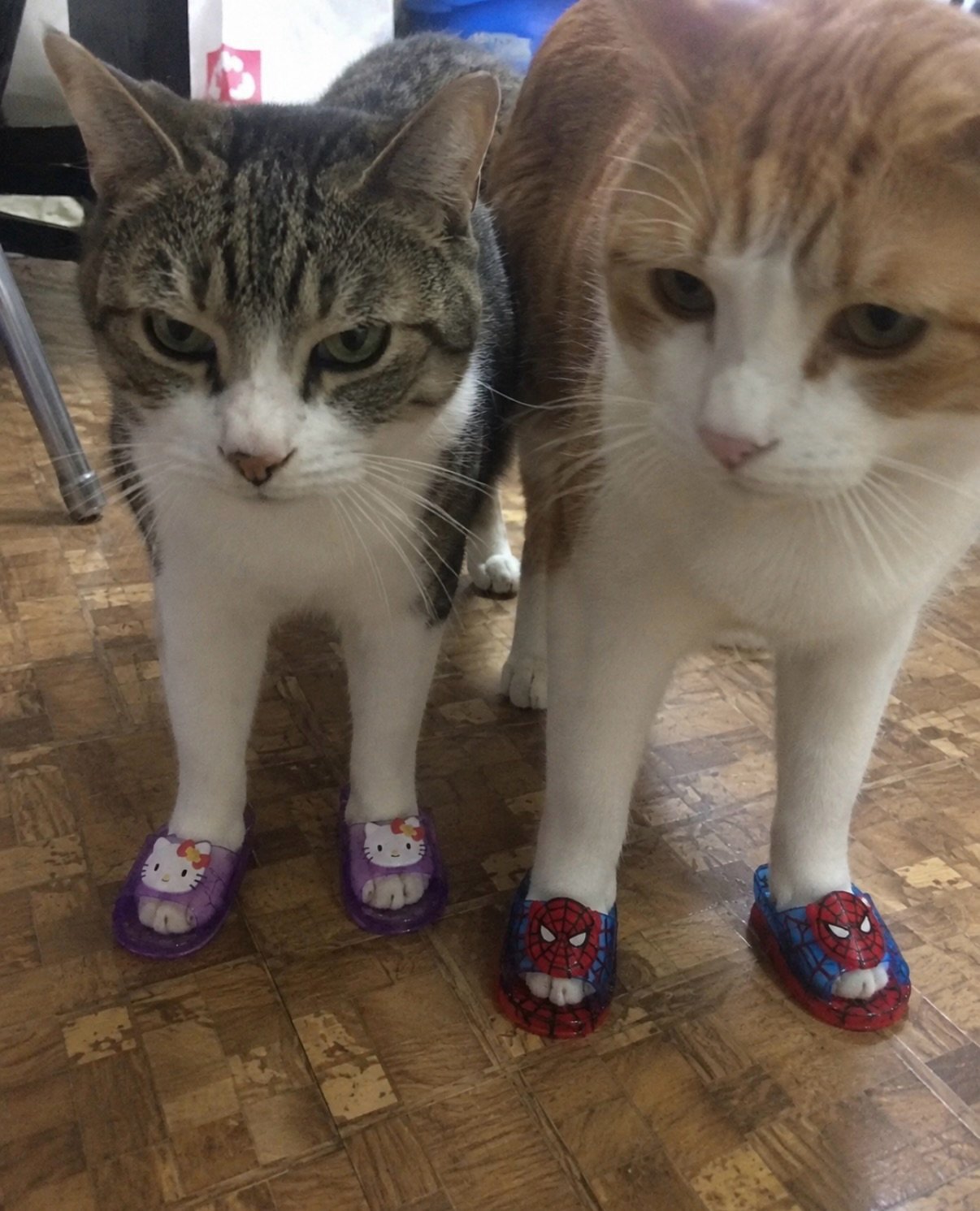 Two tabby and white cats wearing purple and red cartoon character slippers, standing on wooden floor looking unimpressed