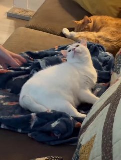 White and orange cat lying on a pile of folded laundry while a person sits nearby