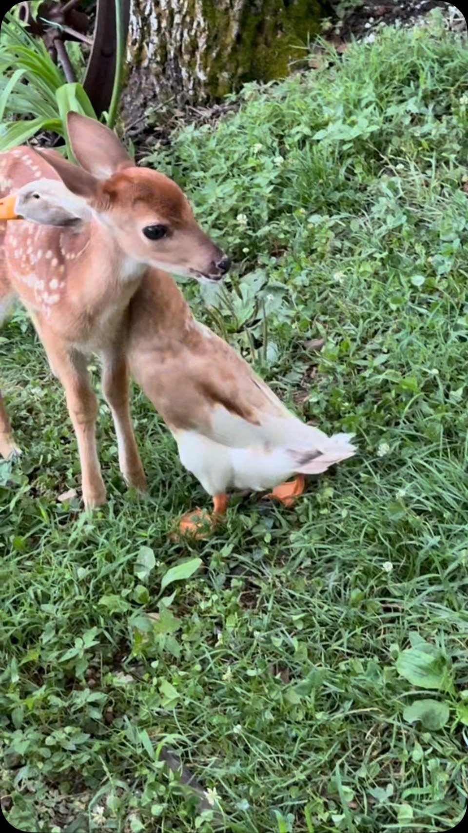 A brown and white deer standing in grass next to a white duck with orange feet