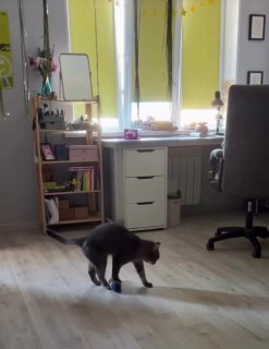 Black dog in a play bow or stretching position on a wooden floor in a bright room with yellow walls, furniture, and a desk with computer set