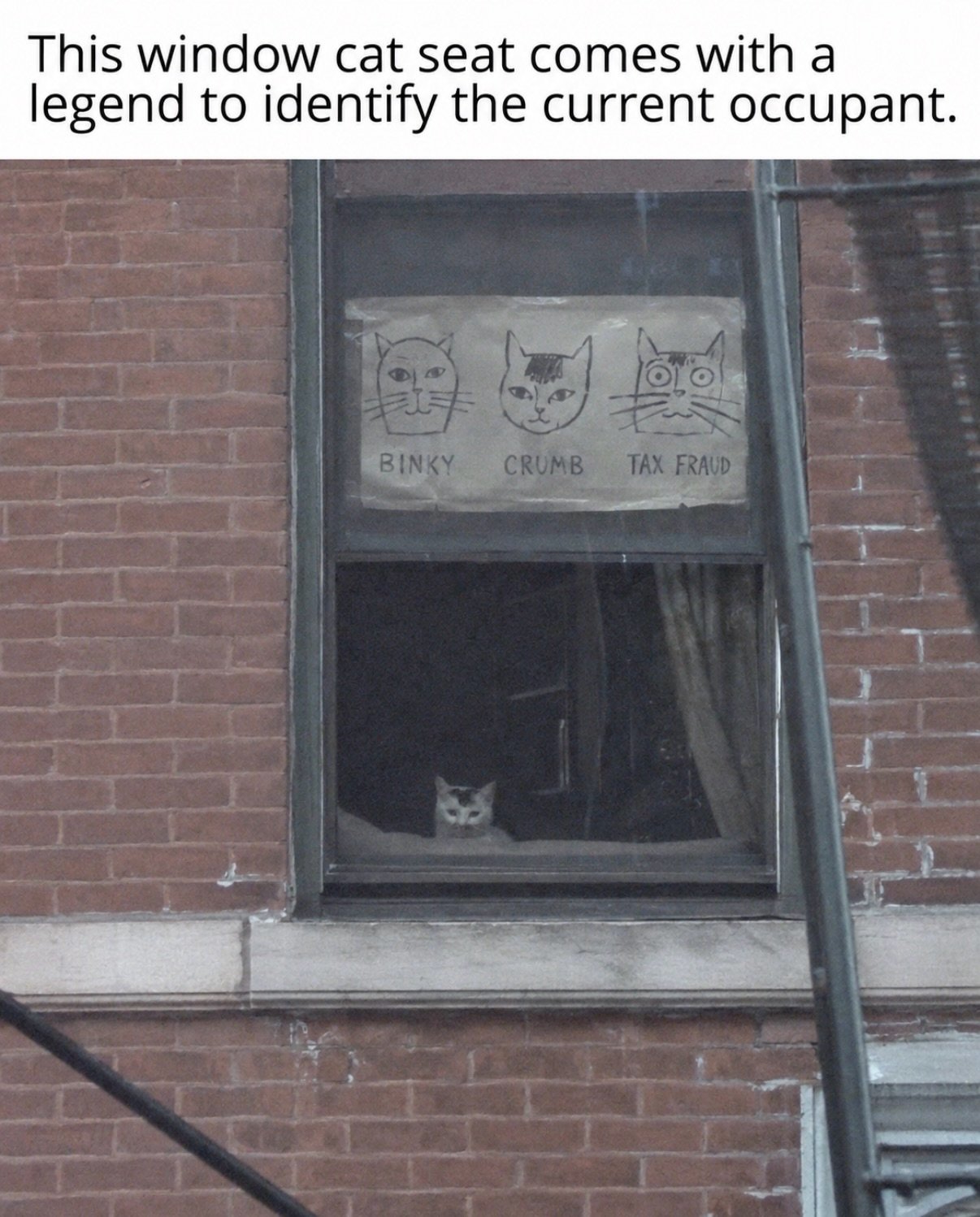 White cat looking out a window below a handmade chart labeled Binky, Crumb, and Tax Fraud with three drawn cat faces