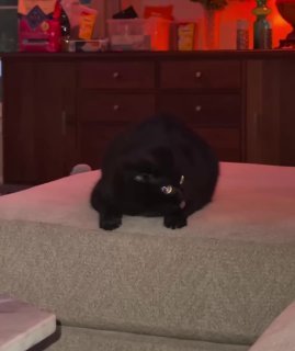 Black fluffy cat lounging on a beige cushion with a grumpy expression, colorful lights in background