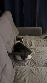 A tabby cat mid-pounce on rumpled bedding next to a gray couch pillow