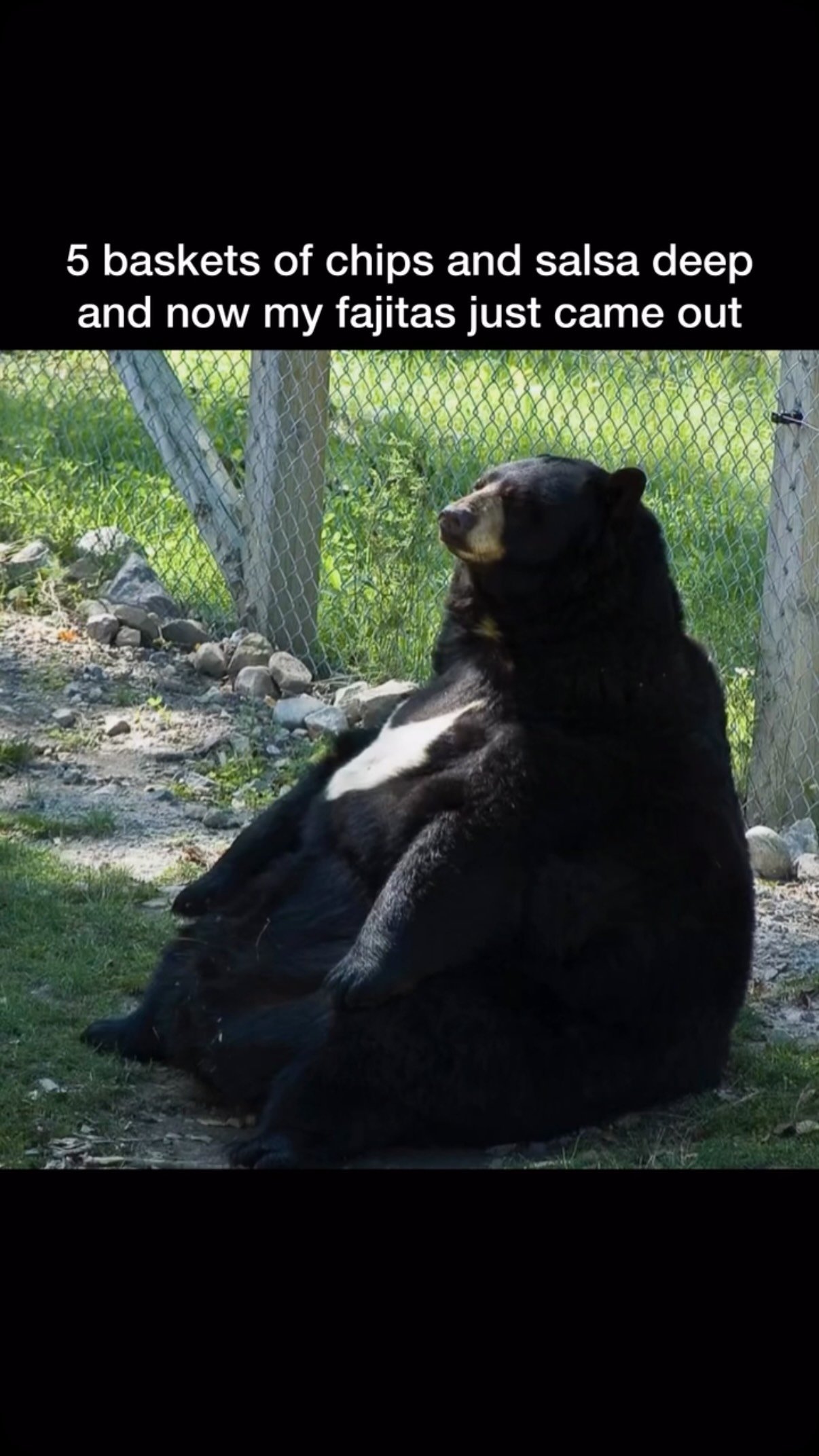 Black bear sitting back against a fence with a satisfied, bloated expression after eating