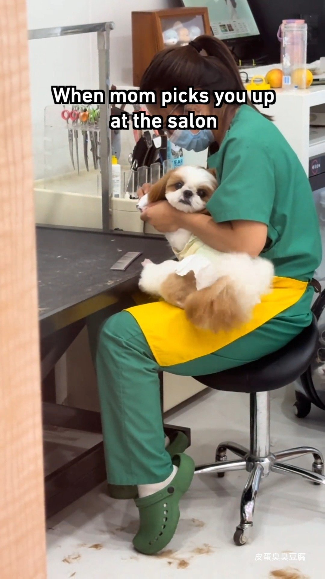 Small white and brown dog held by groomer in green uniform, looking grumpy and unimpressed at the salon