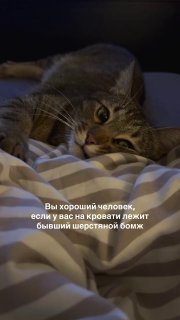 Tabby cat lying on striped bedding with a grumpy, skeptical expression and narrowed eyes
