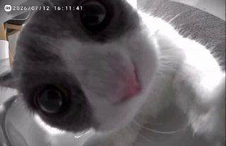 A white cat's face fills the frame, looking directly at the camera with wide eyes and a surprised expression