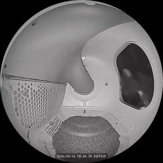 Gray cat's face peering out from inside a white spherical container with mesh and foam padding visible