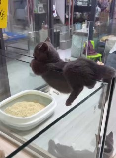 Black cat reclining on glass display case next to full food bowl, looking away disinterested