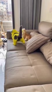Brown tabby cat crouched on a gray sofa next to yellow toys, mid-pounce with an intense playful expression