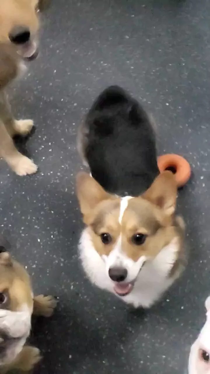 Multiple dogs photographed from above on a gray speckled floor, one tan and white dog looking up at camera with tongue out
