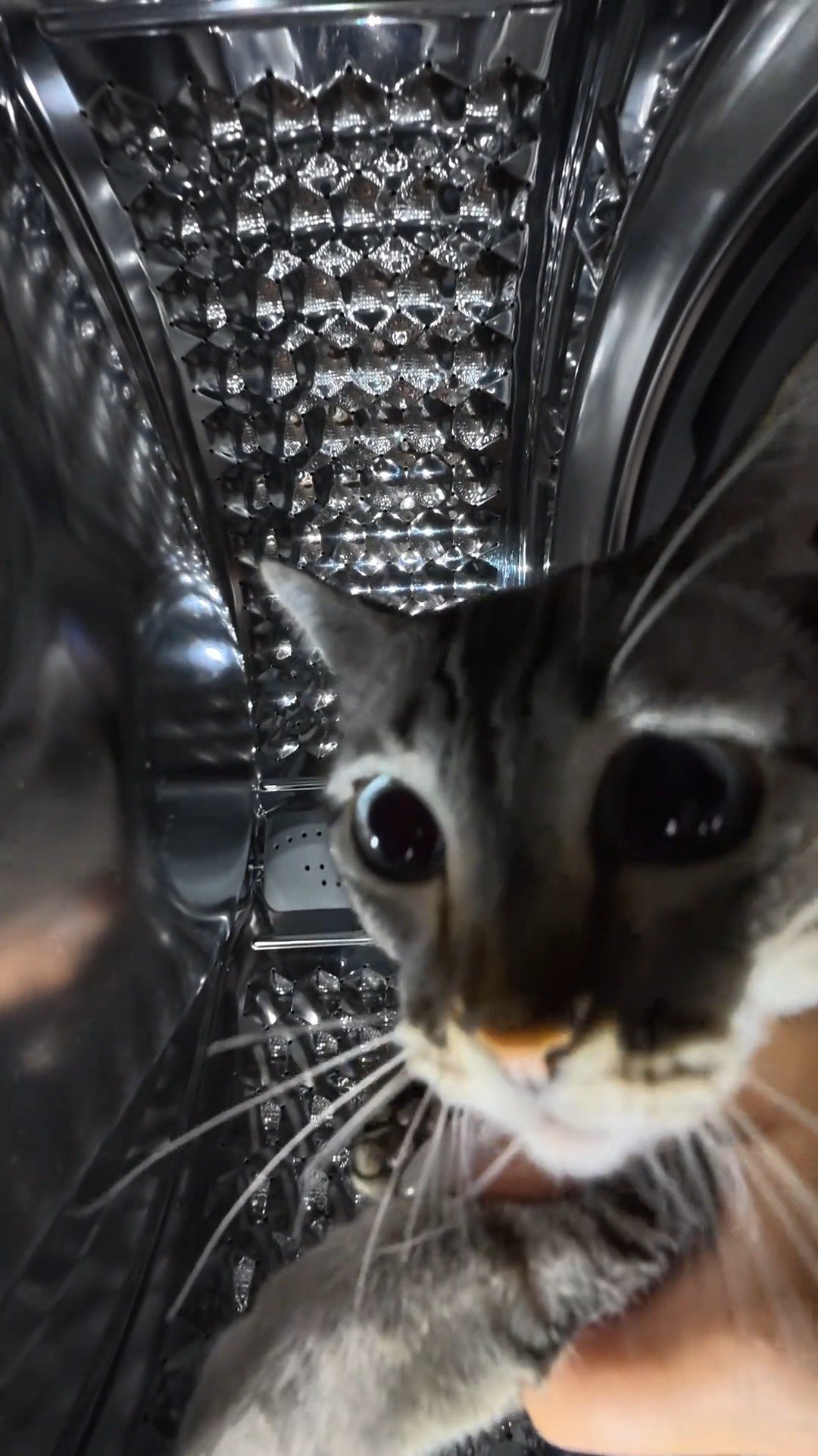 Tabby cat peeking into an open dishwasher full of clean dishes, with a surprised expression