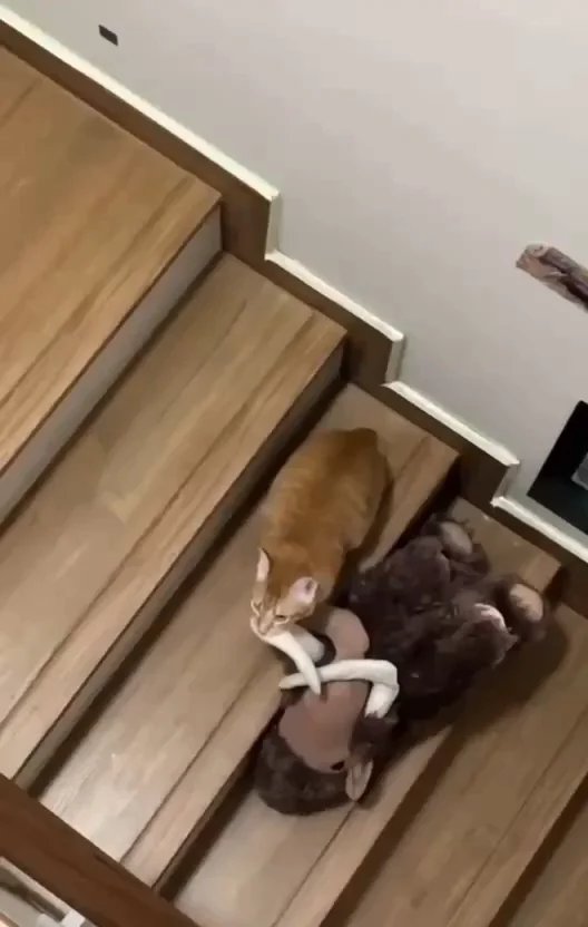 Orange tabby cat on wooden stairs dragging a dark-colored stuffed toy or object