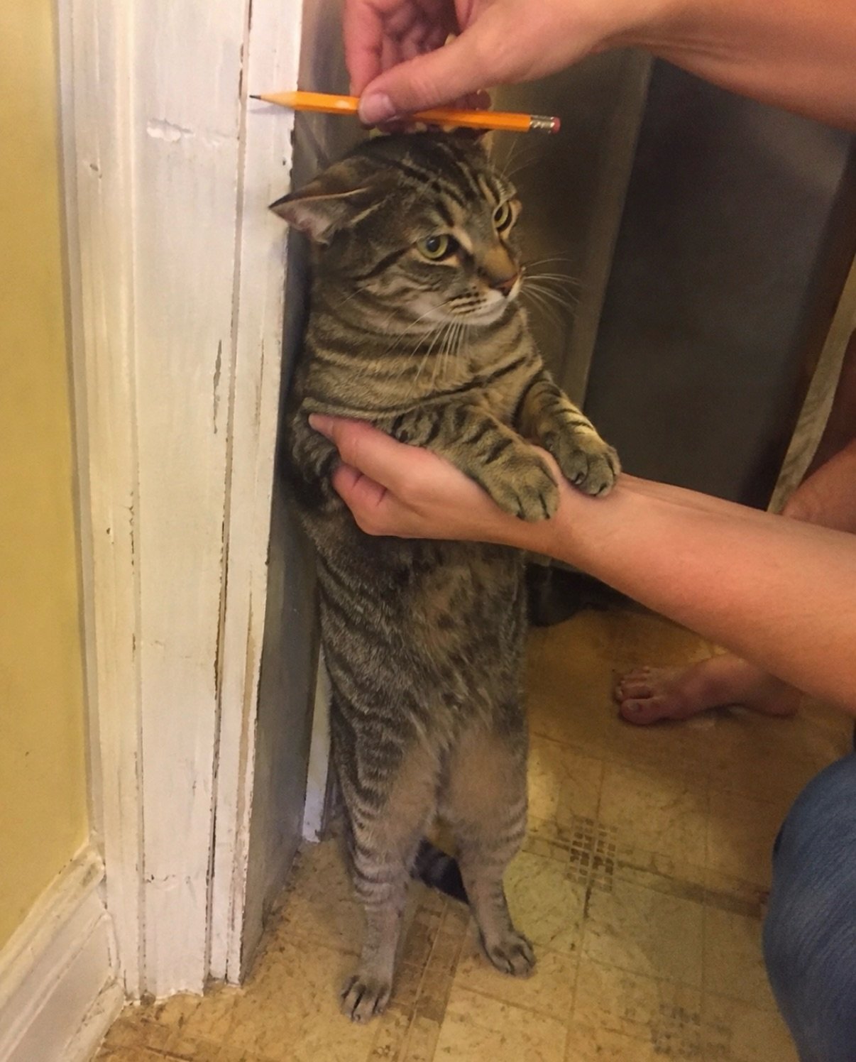 Person holding up a tabby kitten against a doorframe while pointing at it with a pencil as if measuring its growth