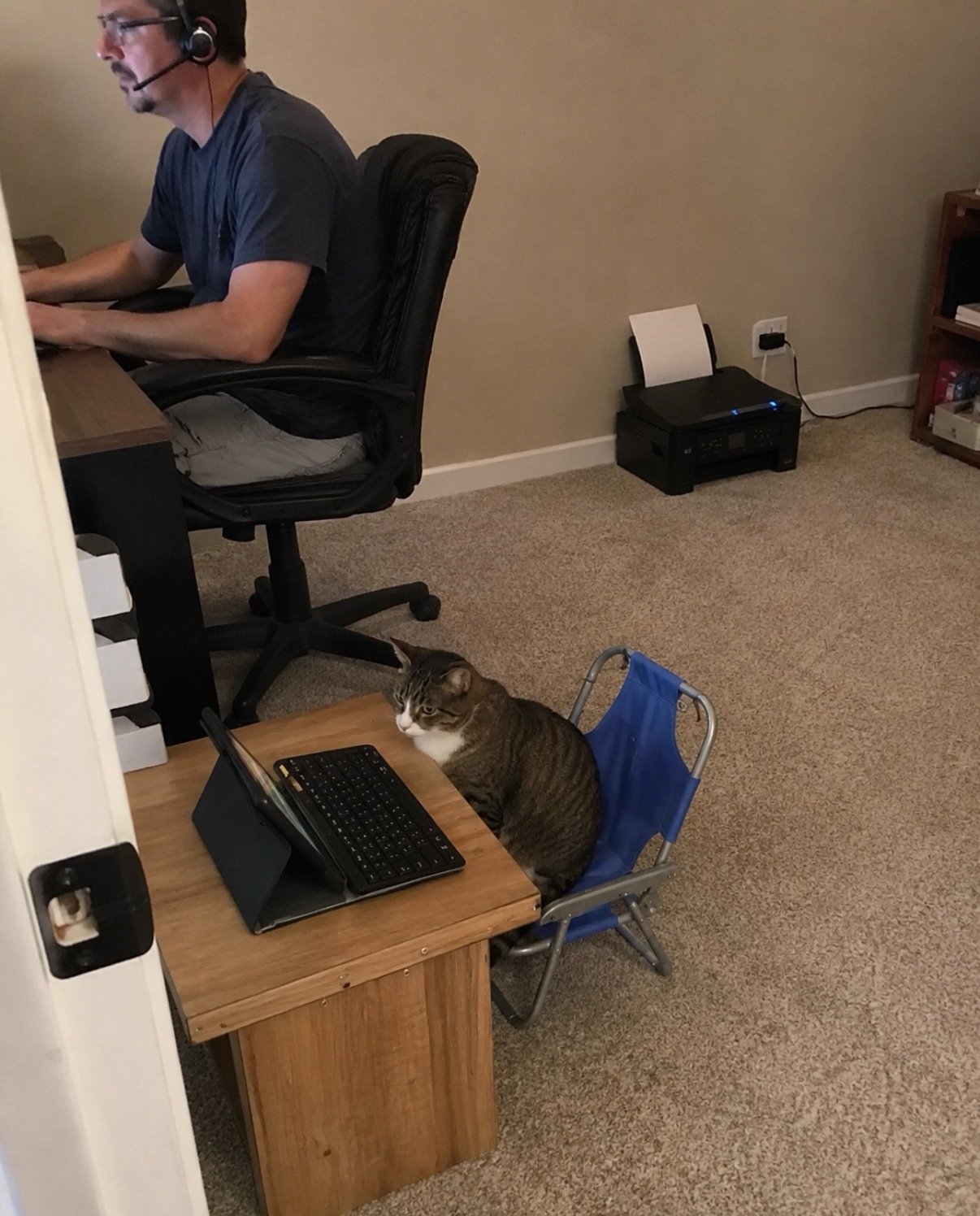 Tabby and white cat sitting on a blue camping chair next to a desk with a keyboard, while a person works at a computer behind it