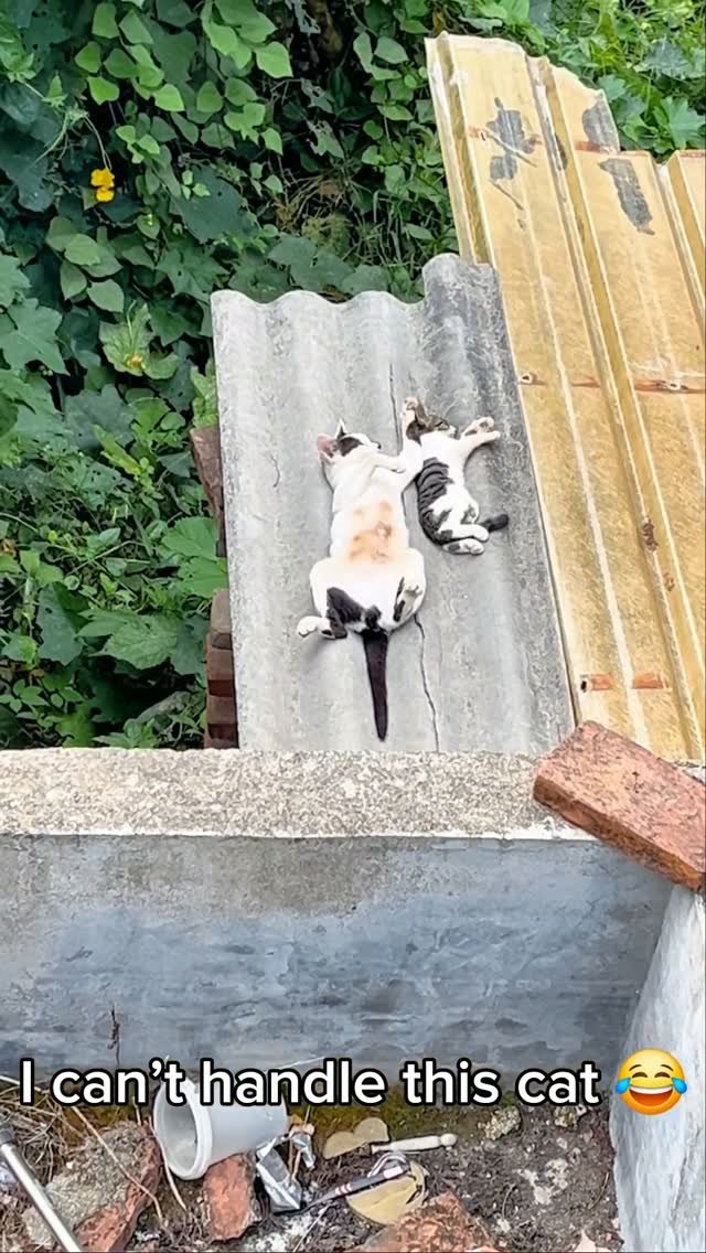 Black and white tuxedo cat lying upside down on a concrete surface with legs splayed in an awkward pose