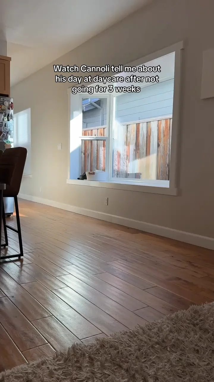 A small brown dog stands in a living room with hardwood floors, appearing to excitedly tell its story to someone off-camera
