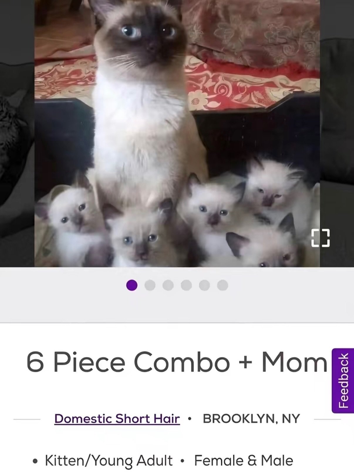 A cream and brown colorpoint cat surrounded by five white and colorpoint kittens on a decorative rug, all looking directly at camera