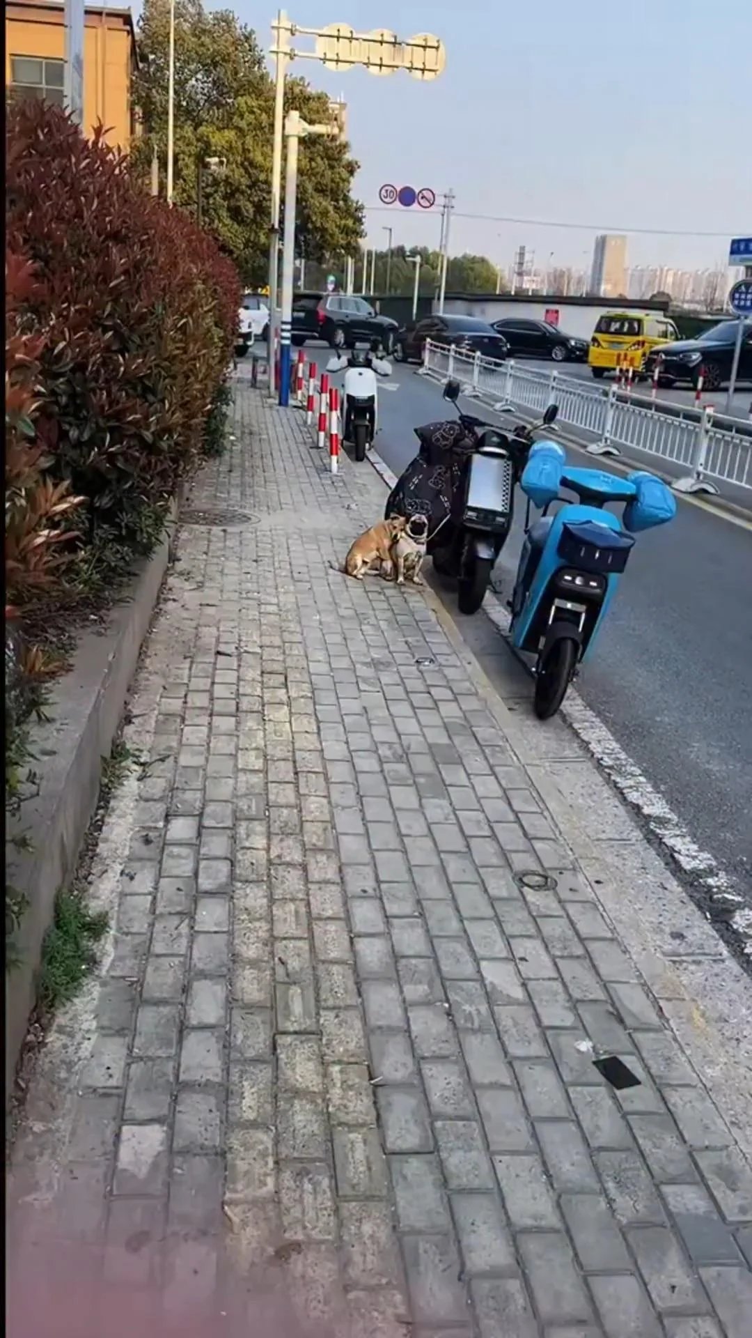 Small fawn-colored dog sitting on pavement next to parked scooters and motorcycles in a parking lot, looking unimpressed
