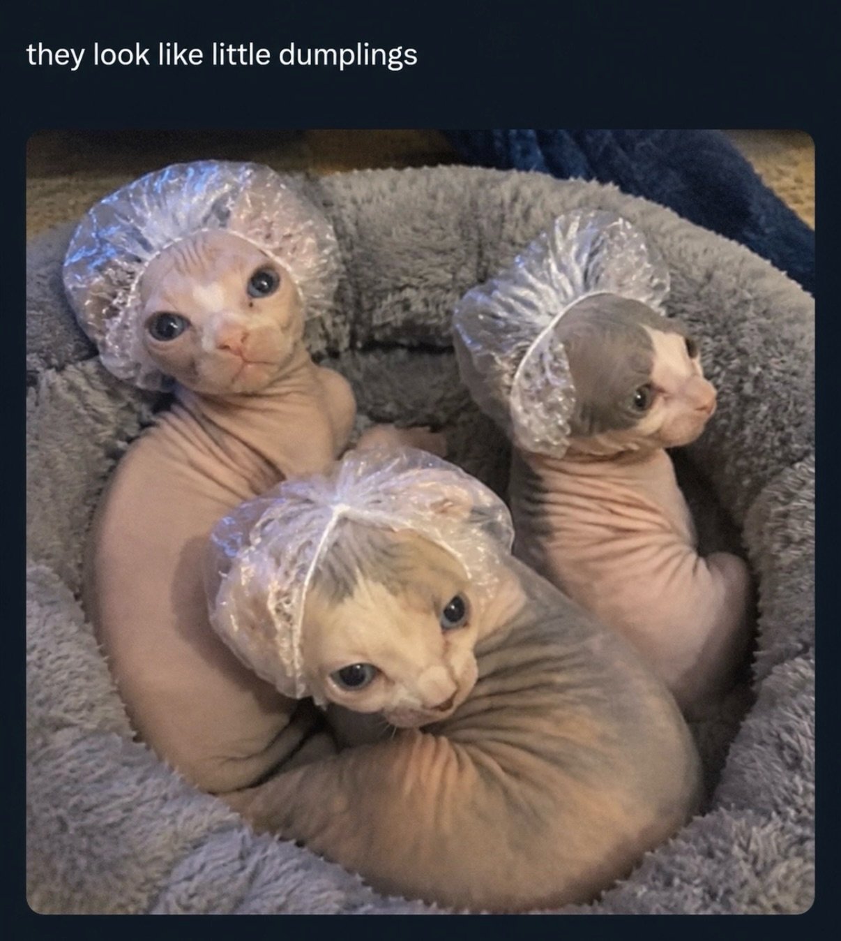 Three hairless cats wearing clear plastic shower caps, sitting together on a gray blanket
