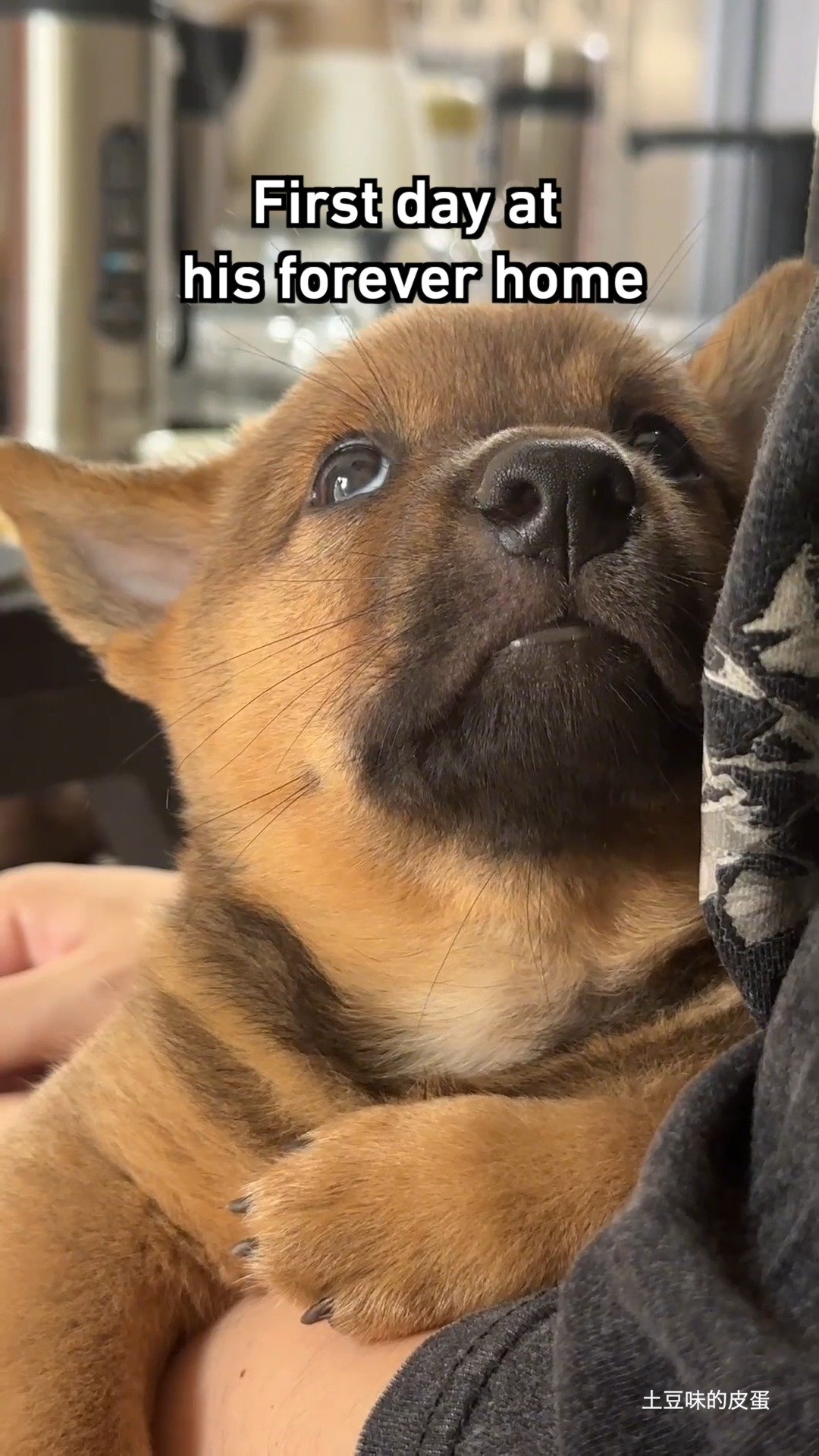 A small brown and tan dog looking upward with a worried expression while being held indoors