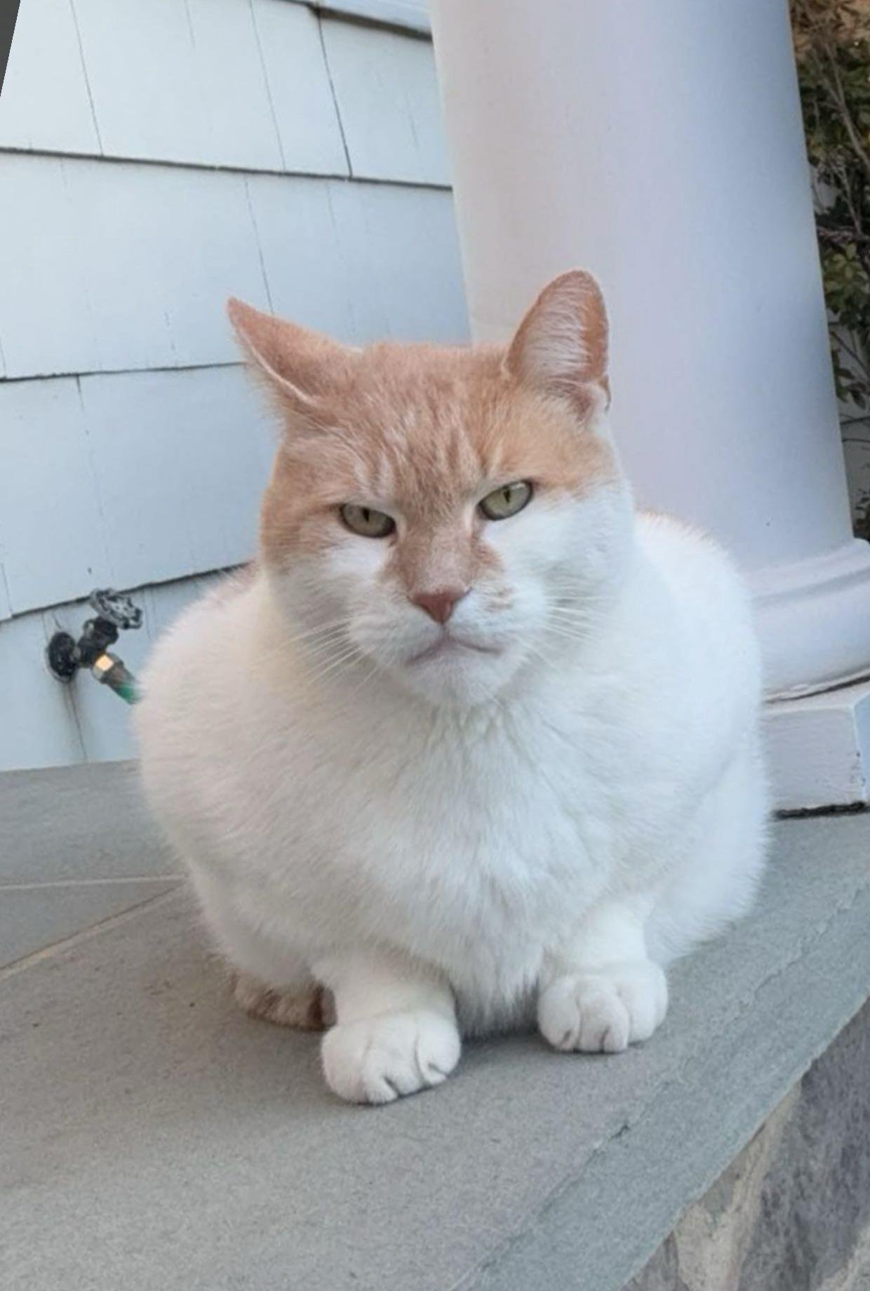 A stocky red and white cat sitting on a porch with a serious, unimpressed expression
