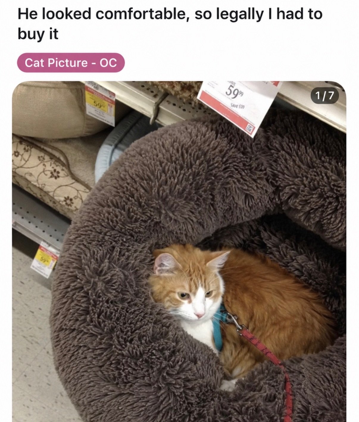 Orange and white tabby cat sitting on a fluffy dark gray blanket in a store aisle, wearing a harness and leash
