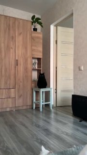 Black cat relaxing in a small space beneath a wooden wardrobe in a modern apartment